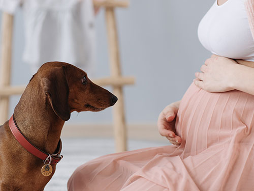 Les chiens ont le flair pour détecter la grossesse