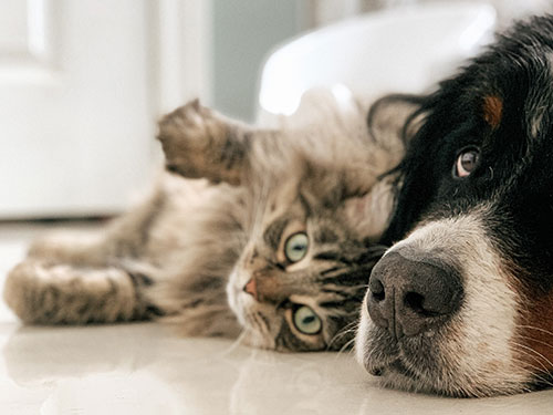 Wat is een natuurlijk wormdodend middel voor honden en katten