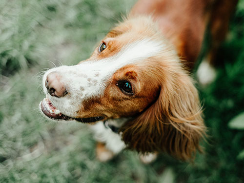  Zonneslag bij honden : preventie, symptomen en behandeling