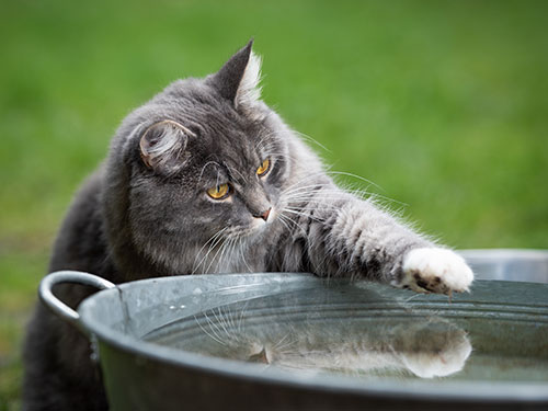 waarom zijn katten zo bang van water